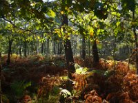 2016-10-09 Les gorges d Apremont 0054